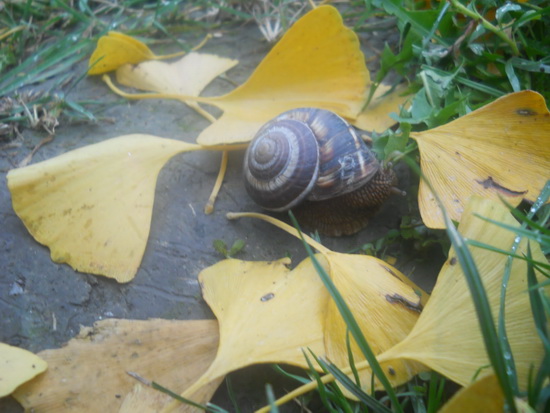 2. Teodora Mihaljcic 2. mesto